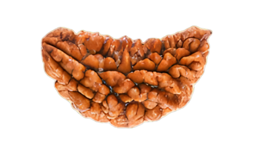 Natural 1 Mukhi Rudraksha (Nepali)