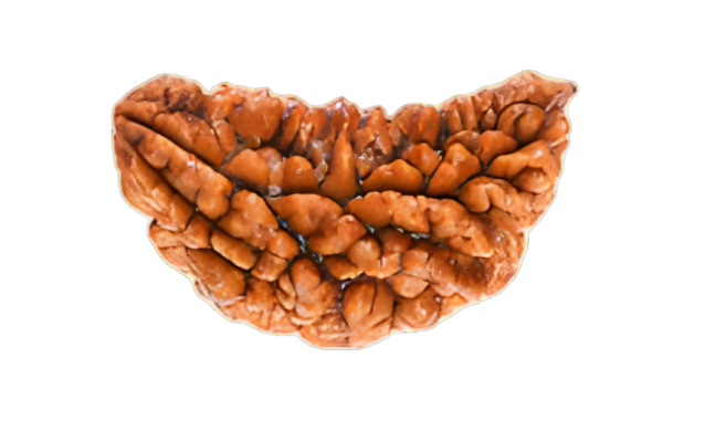 Natural 1 Mukhi Rudraksha (Nepali)