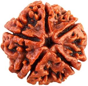 Natural 5 Mukhi Rudraksha (Nepali) - Image 2