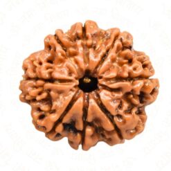 Natural 8 Mukhi Rudraksha (Nepali)