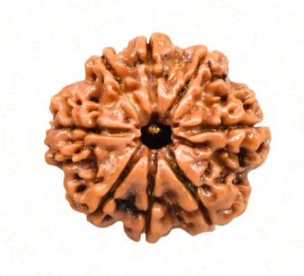 Natural 8 Mukhi Rudraksha (Nepali)