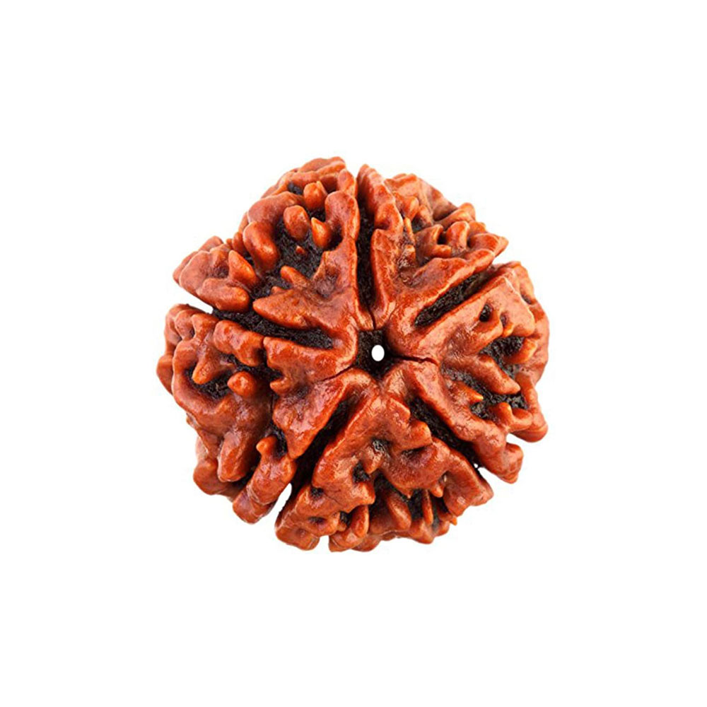 Natural 5 Mukhi Rudraksha (Nepali) - Image 3