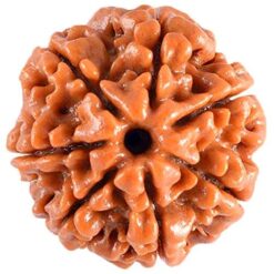 Natural 7 Mukhi Rudraksha (Nepali)