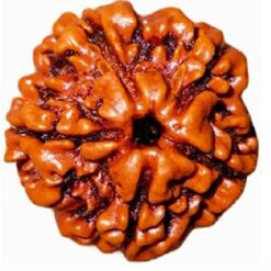 Natural 5 Mukhi Rudraksha (Nepali)