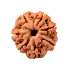 Natural 7 Mukhi Rudraksha (Nepali) - Image 3