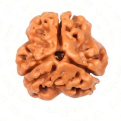Natural 3 Mukhi Rudraksha (Nepali)