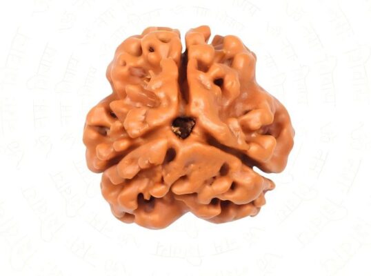 Natural 3 Mukhi Rudraksha (Nepali)