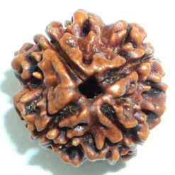 Natural 4 Mukhi Rudraksha (Nepali)