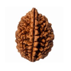Natural 2 Mukhi Rudraksha (Nepali)