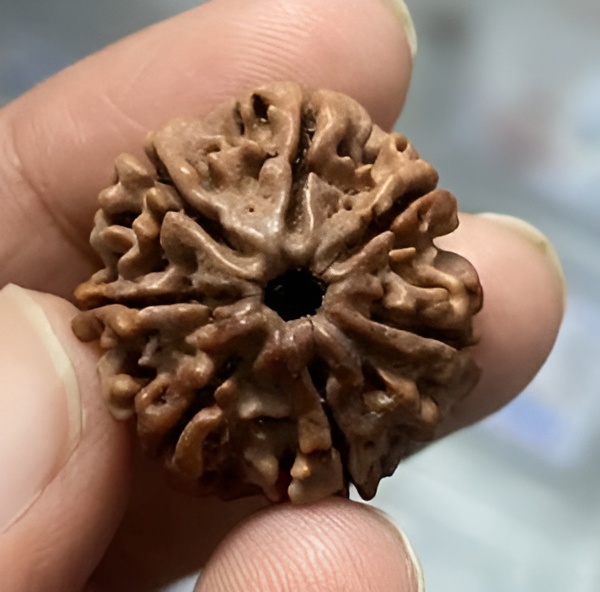 Natural 7 Mukhi Rudraksha (Nepali) - Image 2