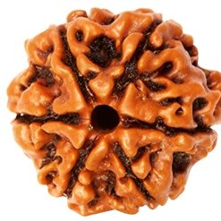 Natural 6 Mukhi Rudraksha (Nepali)