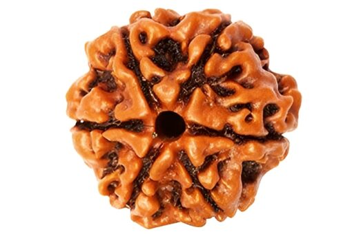 Natural 6 Mukhi Rudraksha (Nepali)