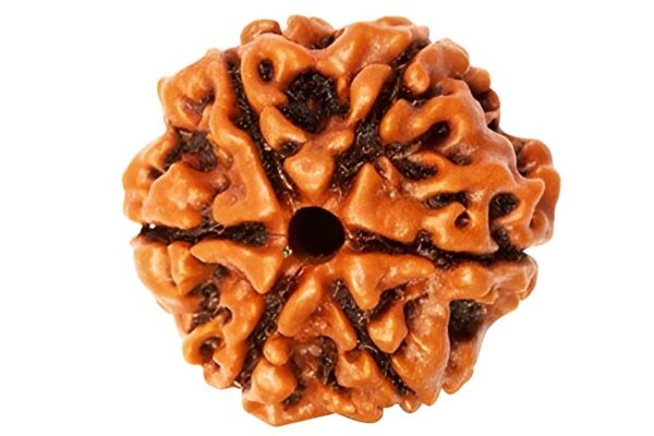 Natural 6 Mukhi Rudraksha (Nepali)
